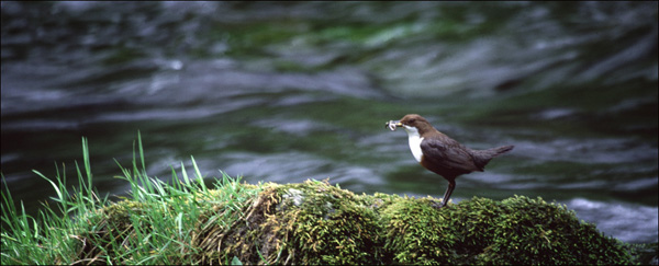 Dipper with Food.